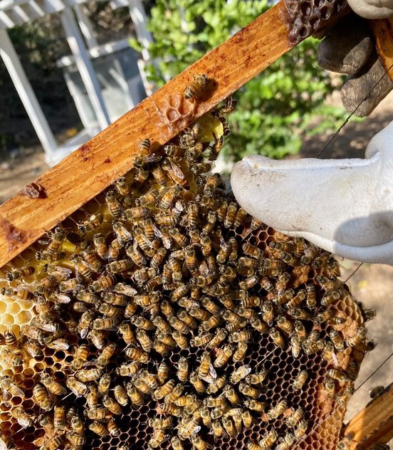 The Aruba Bee Experience