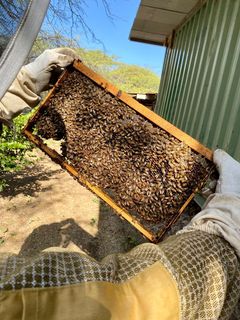 The Aruba Bee Experience