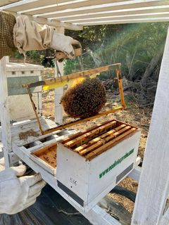 The Aruba Bee Experience