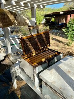 The Aruba Bee Experience