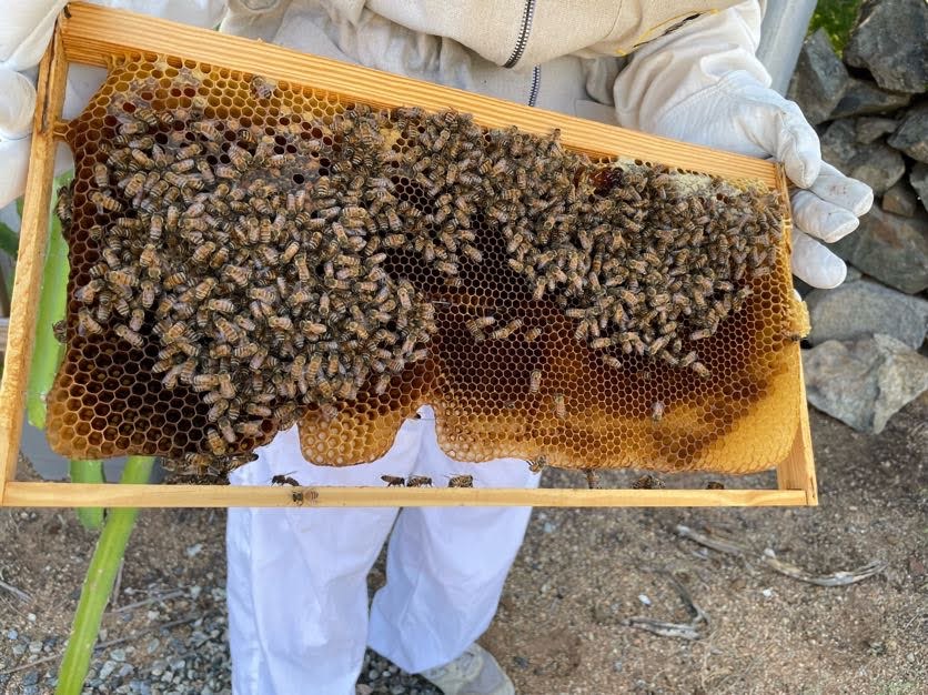 The Aruba Bee Experience