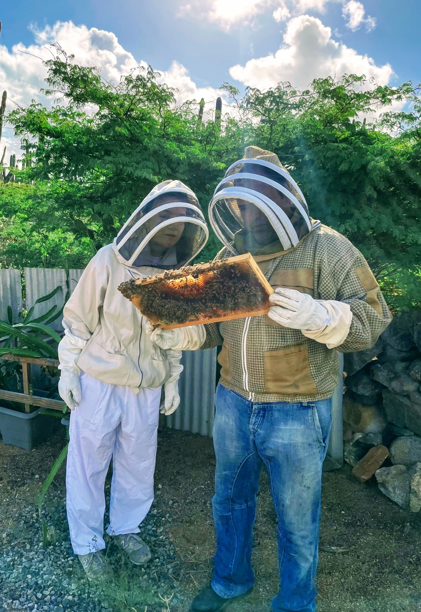 The Aruba Bee Experience