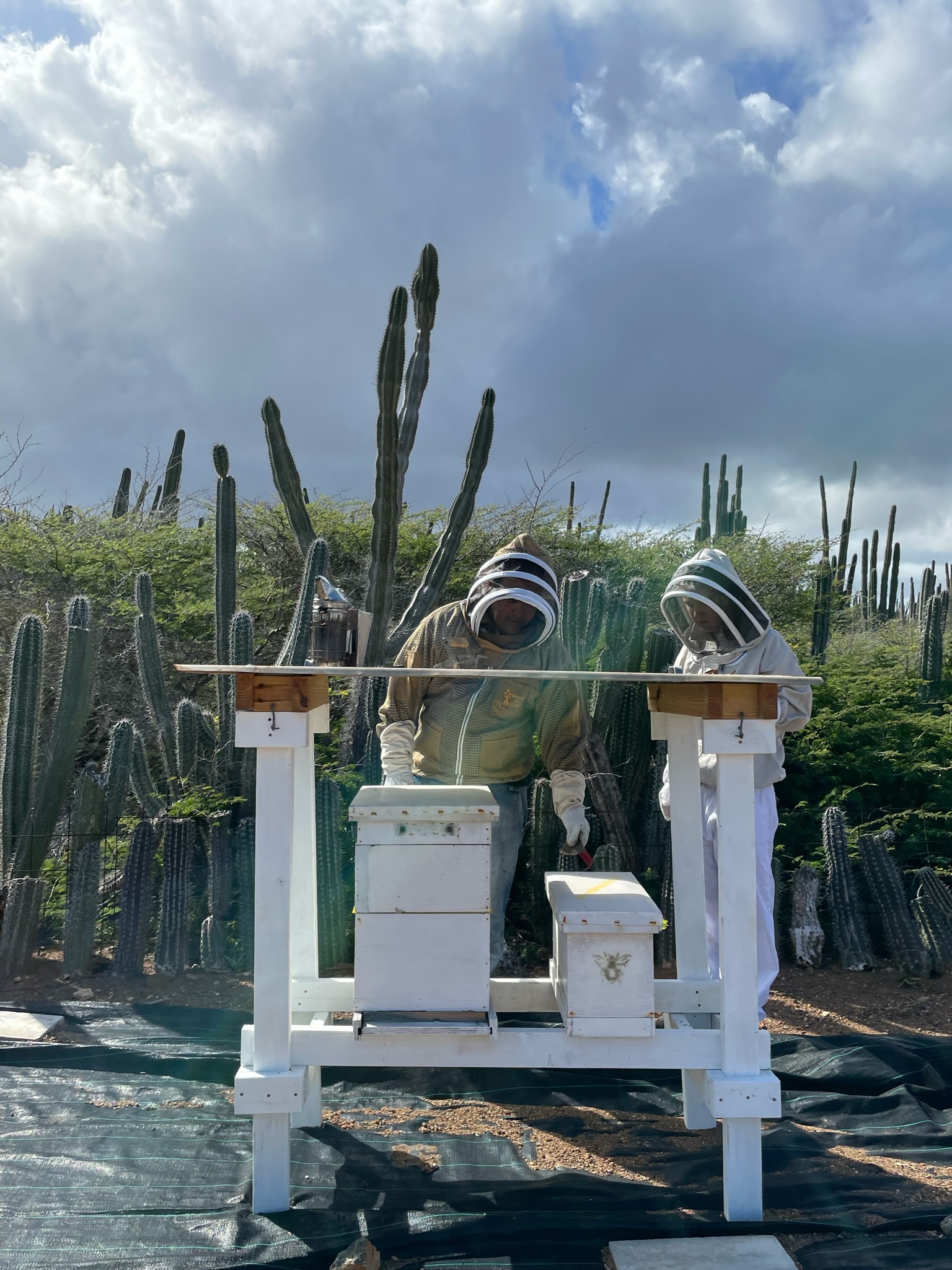 The Aruba Bee Experience